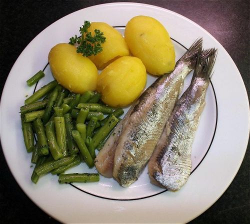 herring maties fish