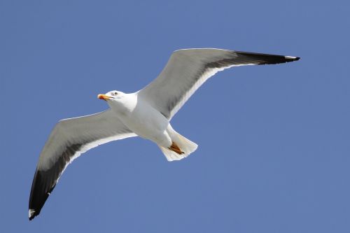 herring gull larus argentatus seevogel