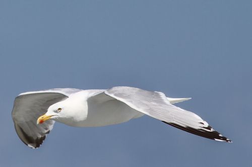 herring gull larus argentatus seevogel