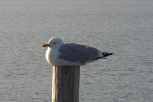 herring gull seagull larus