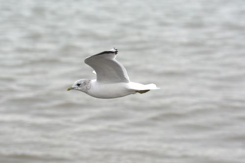 herring gull seagull larus