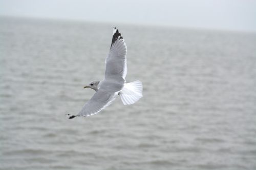 herring gull seagull larus