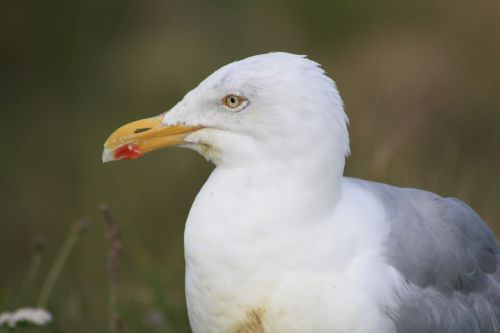 herring gull bill bird