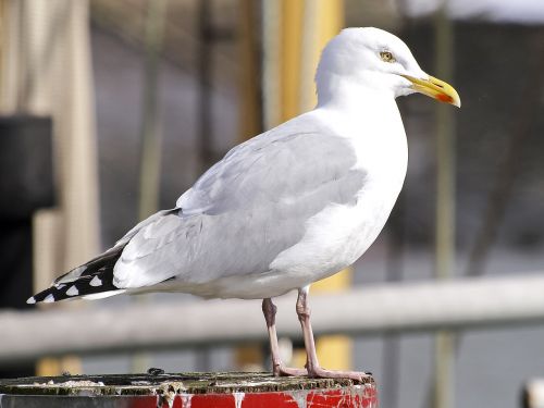 herring gull seagull bird