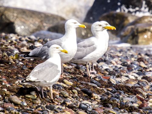 herring gull seagull bird