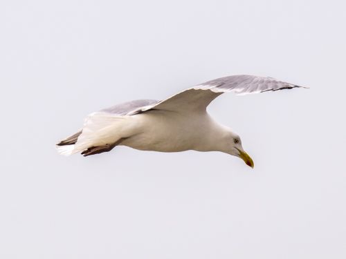herring gull seagull bird