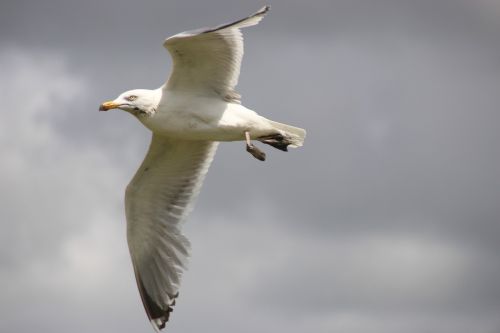 herring gull flight seagull in flight