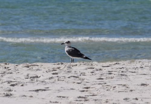 herring gull gull shore bird