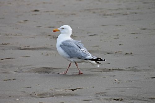 herring gull beach seevogel