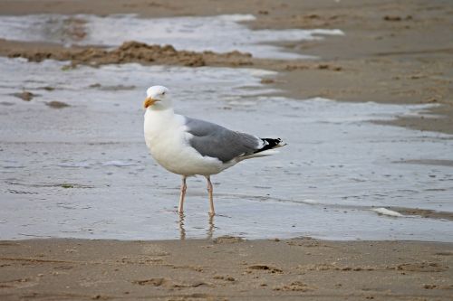 herring gull beach seevogel