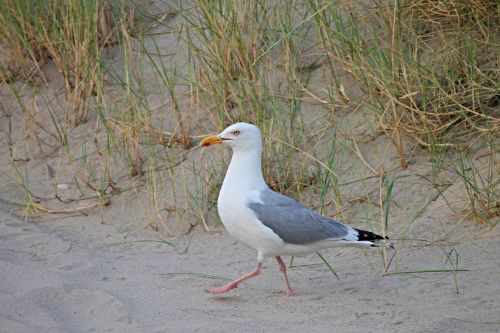 herring gull beach seevogel