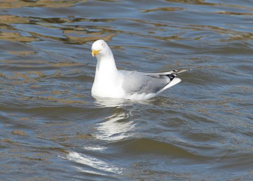 herring gull gulls larus argentatus