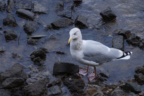 herring gull larus argentatus shoreline