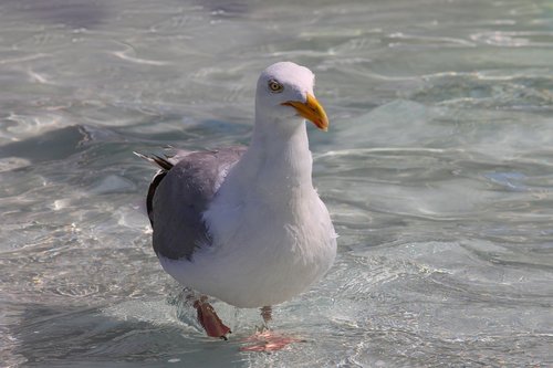 herring gull  progresses  seevogel