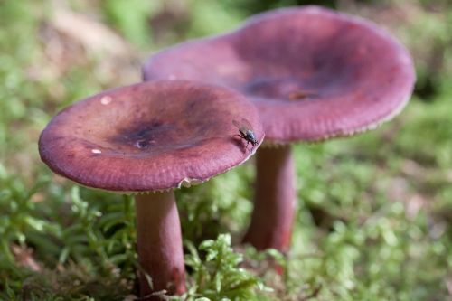 herring russula purple arched