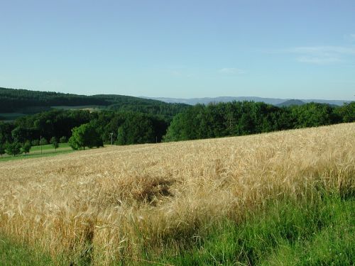 hersberg cornfield basel-land