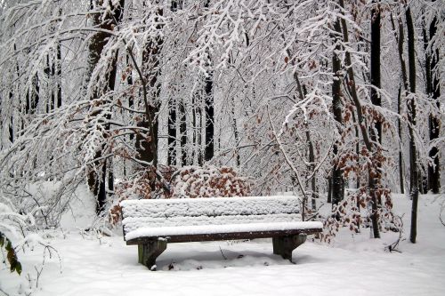 hertogenwald snow bench