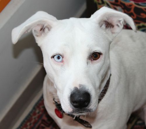 heterochromia dog white