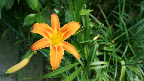 hex  flowers  orange