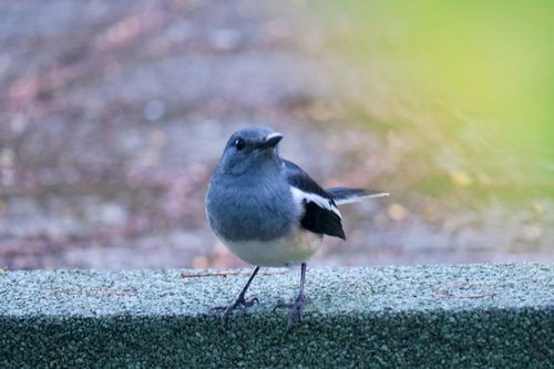 hi finch  bird  feather