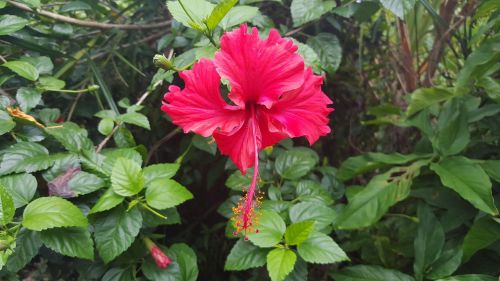 hibiscus flower tropical flowers