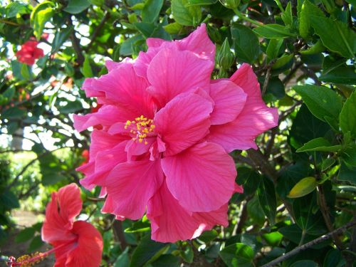 hibiscus flower tropical