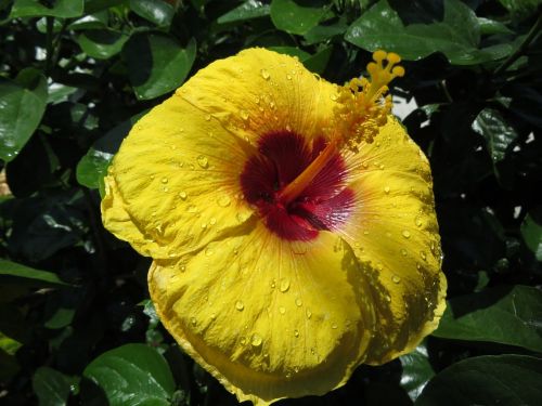 hibiscus flower stamen