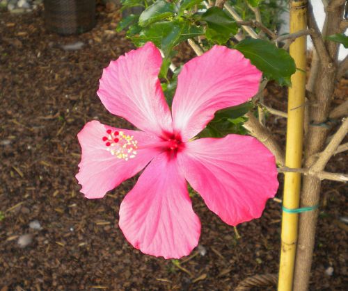 hibiscus flower blossom