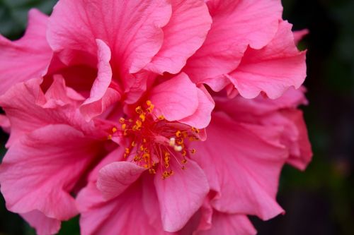 hibiscus macro pink