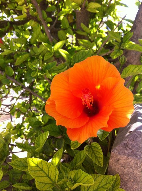 hibiscus flower orange