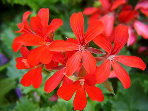 geranium red flowers flowers
