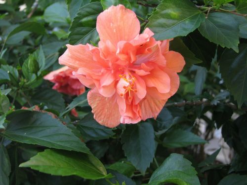 hibiscus peach flower