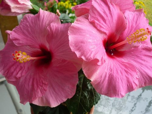 hibiscus hibiscus flower pink hibiscus flower