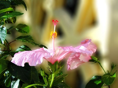 hibiscus flower pink