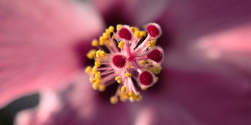 hibiscus macro flower