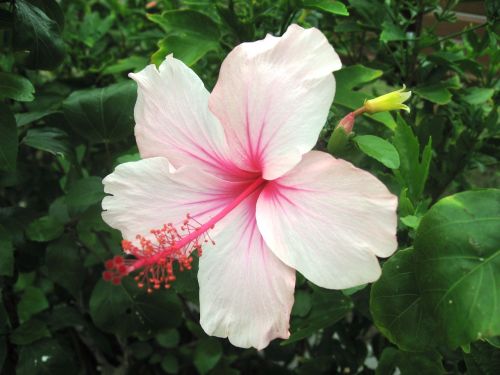 hibiscus ishigaki island outlying islands