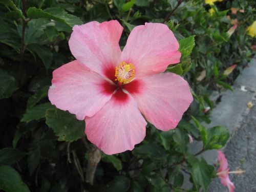 hibiscus ishigaki island outlying islands