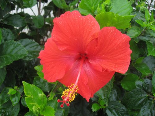 hibiscus drop of water rain