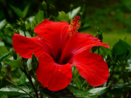 hibiscus blossom bloom