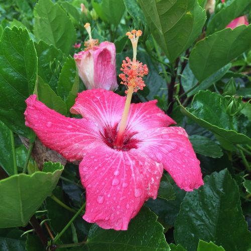 hibiscus flower tropical