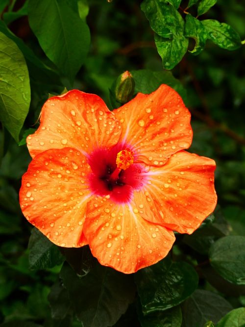 hibiscus orange nature