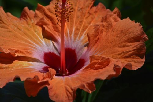 hibiscus orange and red flower garden tropical