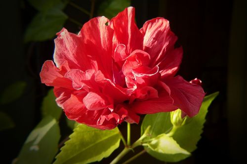 hibiscus plant close
