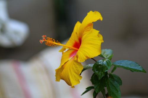 hibiscus yellow exotic flower