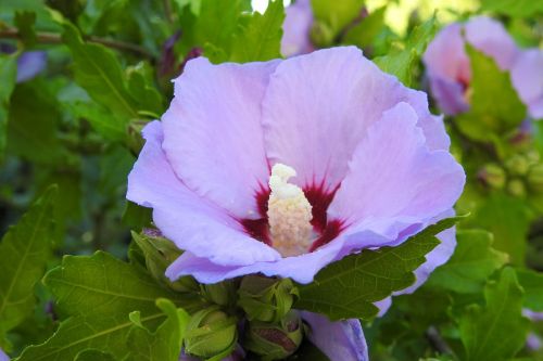 hibiscus hibiscus flower blue