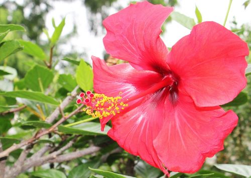 hibiscus flower mallow