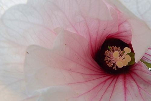 hibiscus giant hibiscus blossom