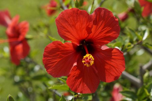 hibiscus red blossom