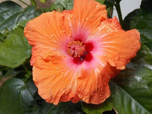 hibiscus flower orange