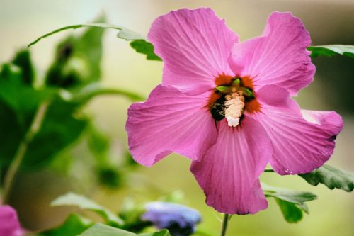 hibiscus pink blossom